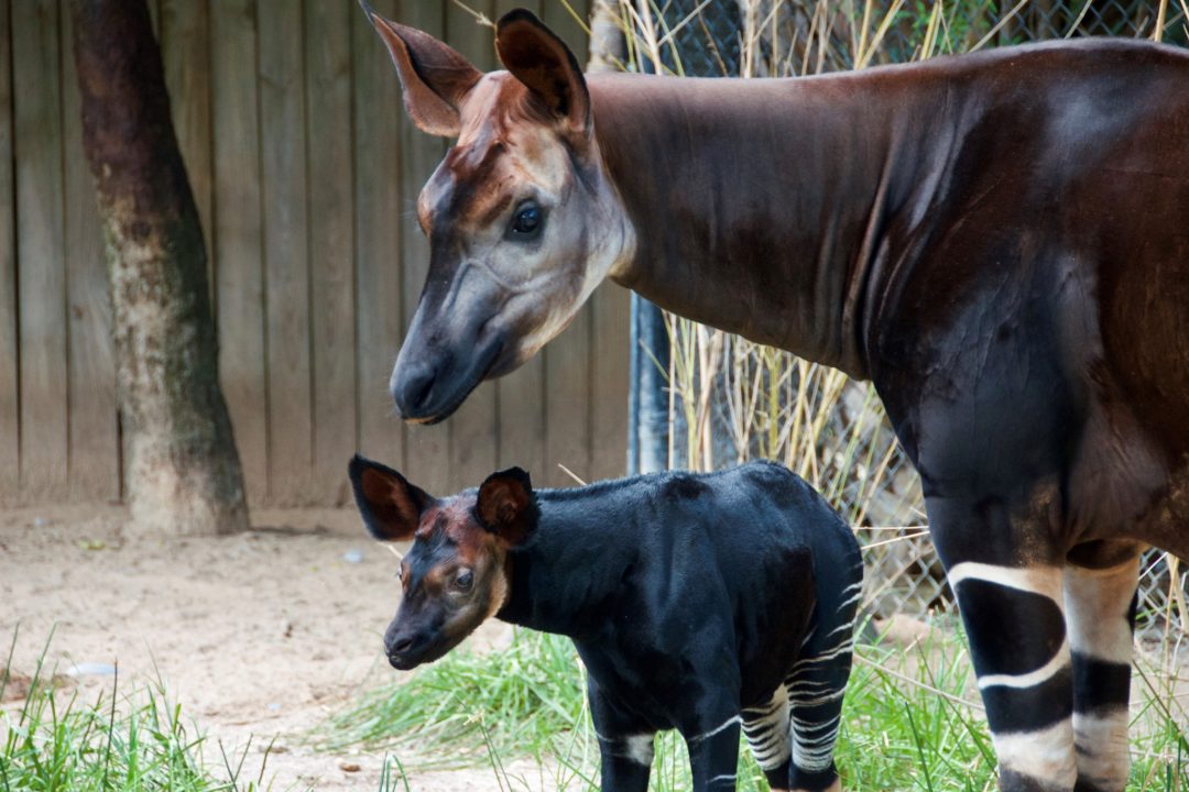 Okapi Naming - The Houston Zoo