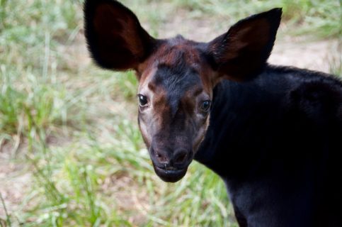 baby okapis