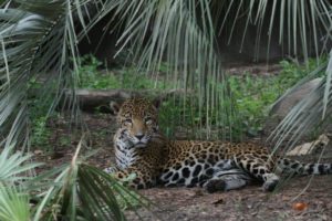Texas, Our Texas! Wildlife Spotlight on Species Event