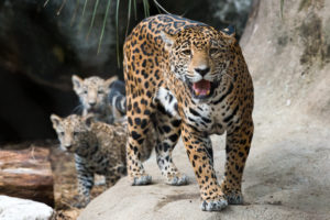 Zoo Sprouts! Jumping Jaguars! (4-5 year olds)