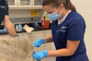 jessica doing a blood draw on a sea turtle