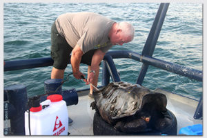 Houston Zoo Chief Veterinarian Helps Restore Giant Tortoise Population in Galapagos