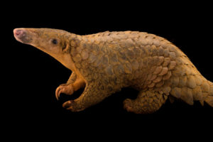 Pangolin