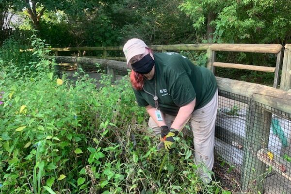volunteer helping the horticulture team