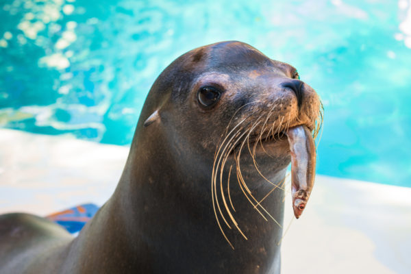 Choosing Ocean-Friendly Seafood Saves Marine Animals