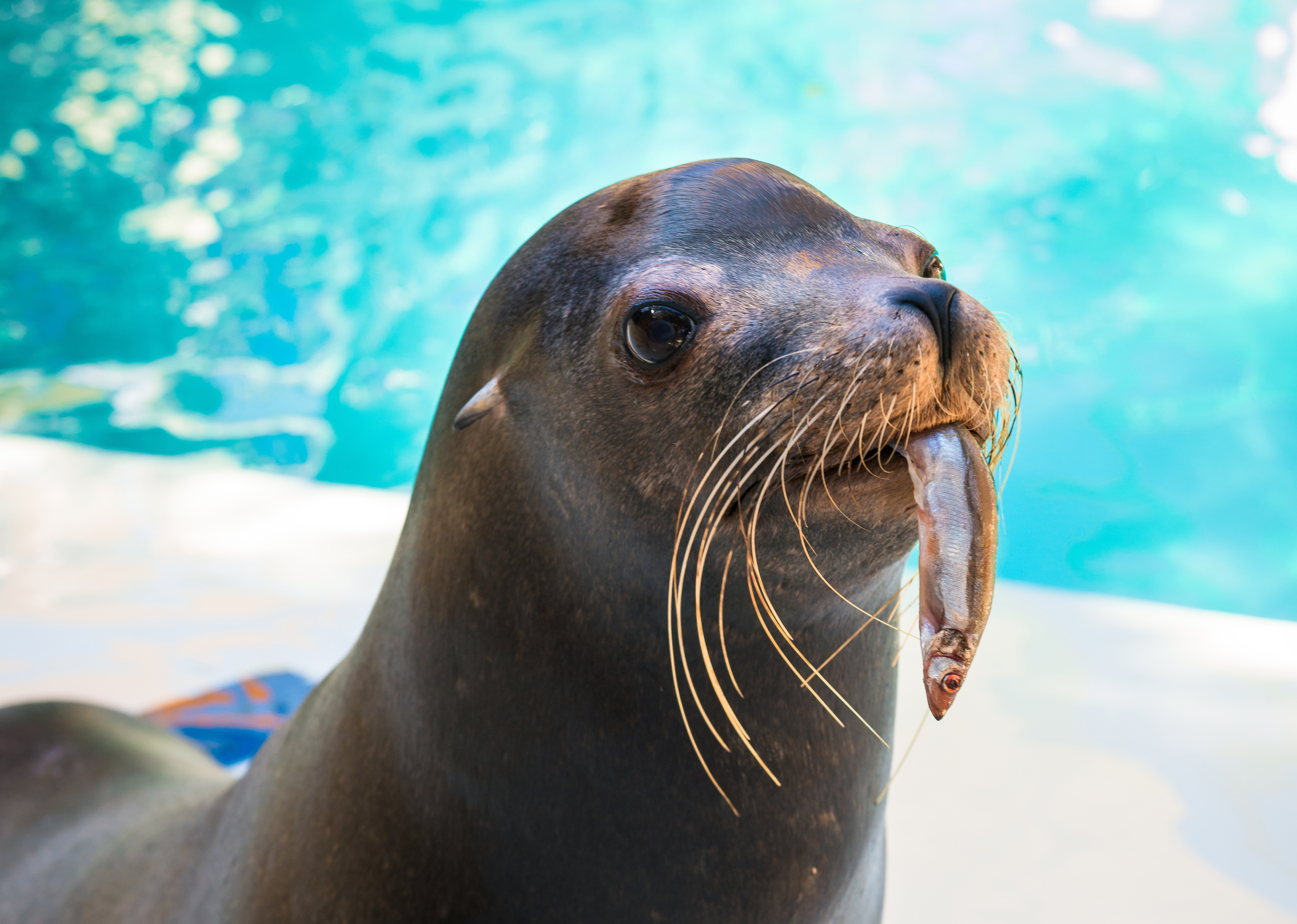 Choosing Ocean-Friendly Seafood Saves Marine Animals - The Houston Zoo