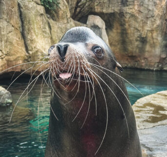 California sea lion Jonah at Houston Zoo Galapagos Island habitat