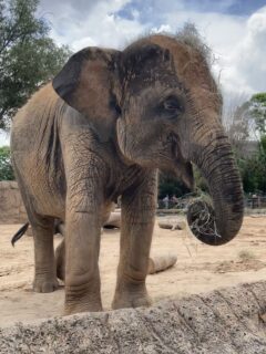 Bouncing Baby Boy Elephant, Teddy, Born at the Zoo - The Houston Zoo