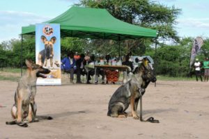 K9 Patrol Dogs are Saving Painted Dogs in the Wild