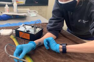 Celebrating Vet Tech Week – Meet Katie