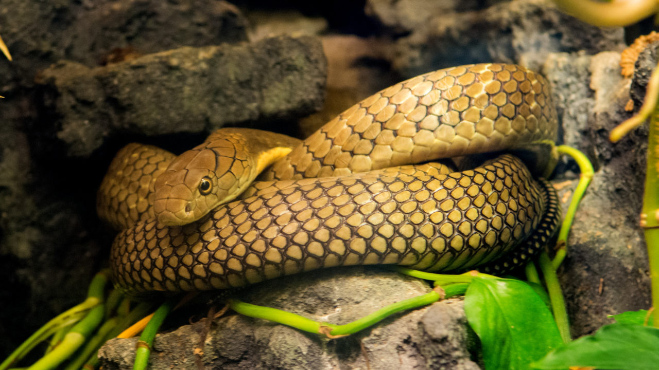 King Cobra The Houston Zoo