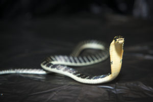 Saving Snakes in India