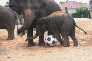Asian elephant calf Kirby playing with soccer ball at Houston Zoo