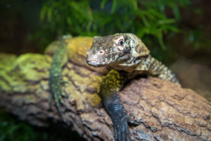 Komodo Dragon