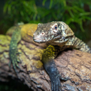 young Komodo dragon laying on tree log