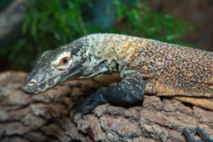 Evening Chill: Reptile and Amphibian