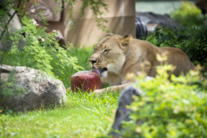 lion enrichment