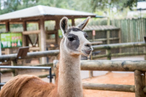 Member Morning: Children’s Zoo