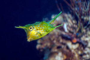 Long Horned Cowfish