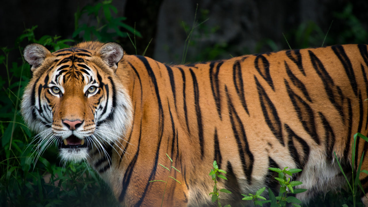 Berani the male Malayan tiger in habitat