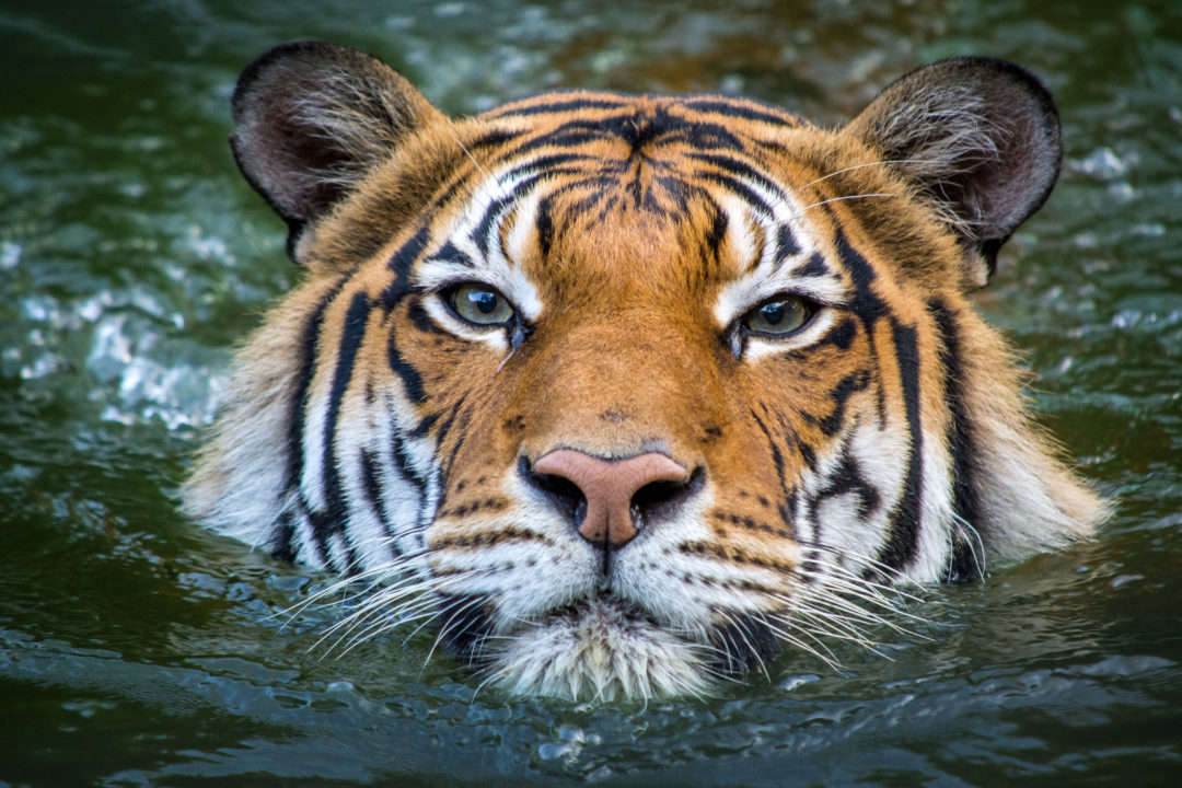 welcome-to-the-zoo-the-houston-zoo