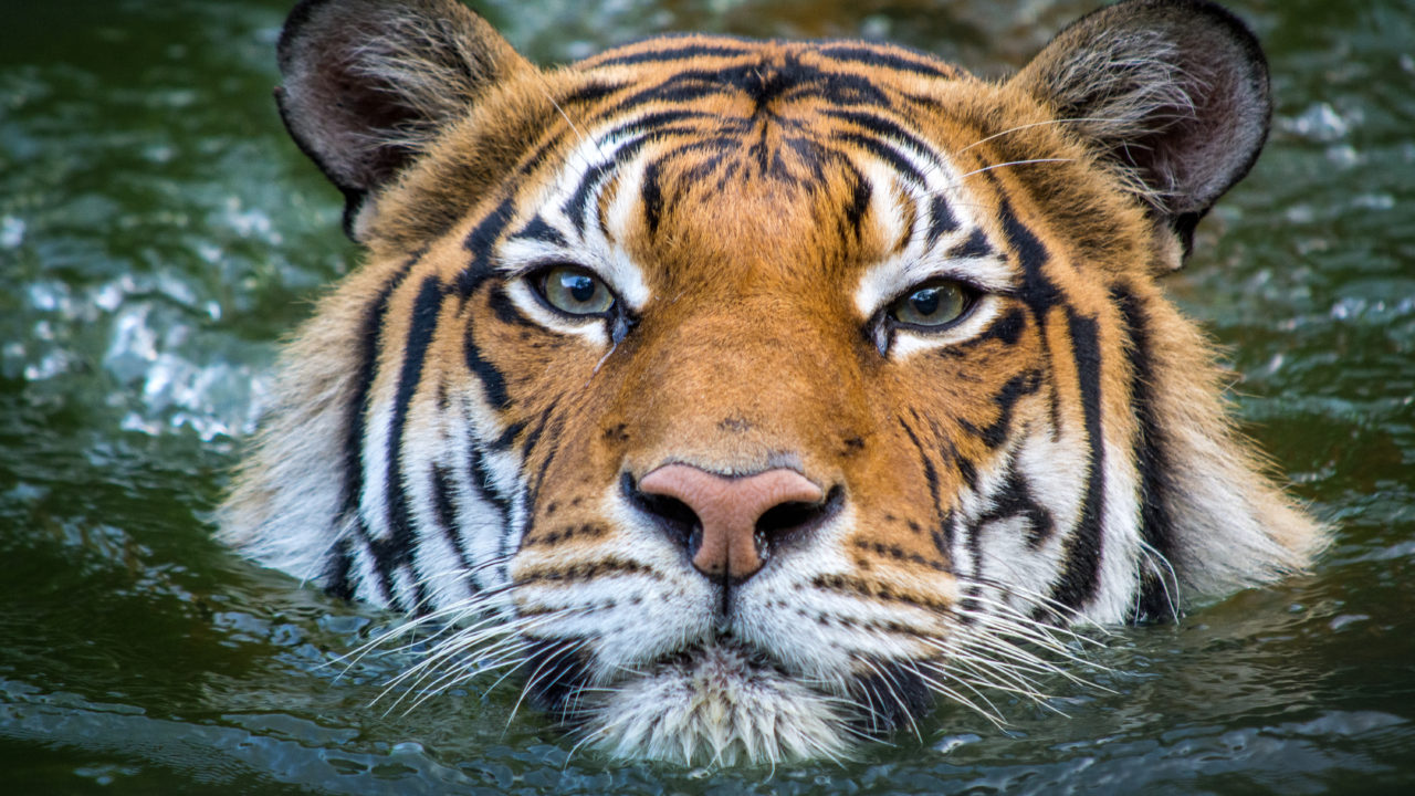 tiger swimming