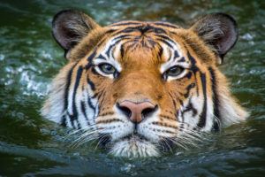 Terrific Tigers (18-23 Months)