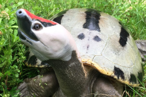 up-close shot of Malaysian painted river terrapin