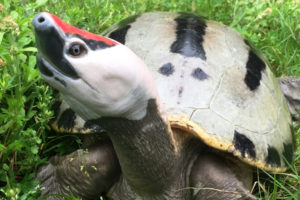 News from the Wild: How You’re Helping Turtles in Indonesia