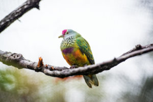 Mariana Fruit Dove