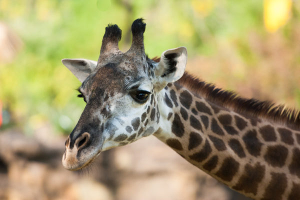 Houston Zoo’s Elderly Female Giraffe Dies