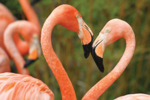 Big Birds