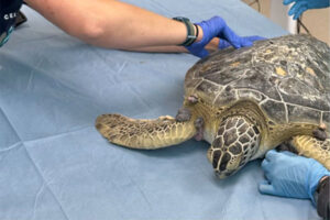 Sea Turtle Surgery Success