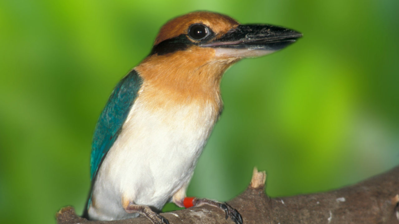 up-close shot of kingfisher bird