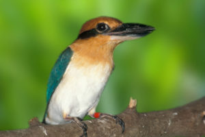 Micronesian Kingfisher