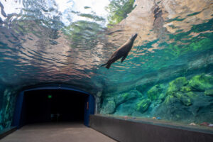 What’s that on the sea lion’s belly?