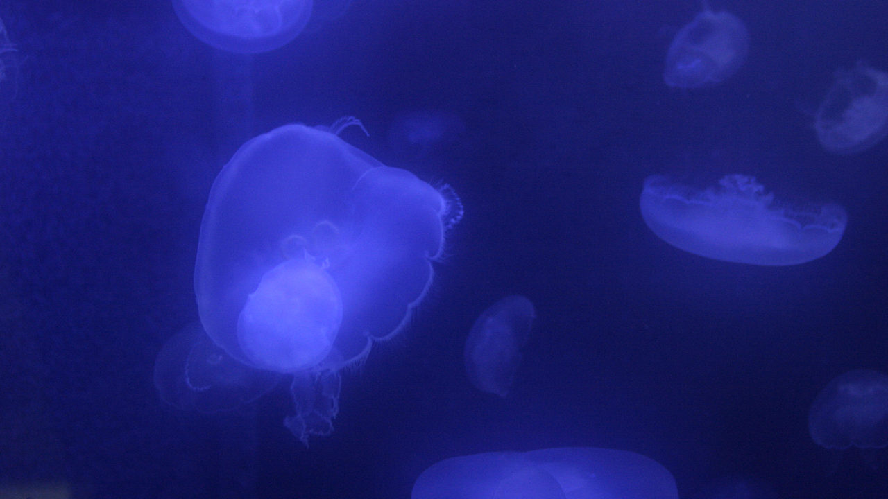 moon jellyfish floating under water