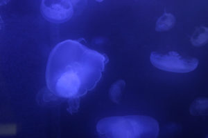 Moon Jellyfish