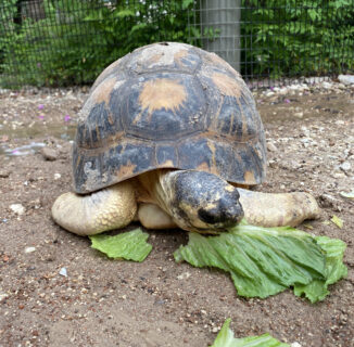 Oh Sweet Baby Pickles - The Houston Zoo