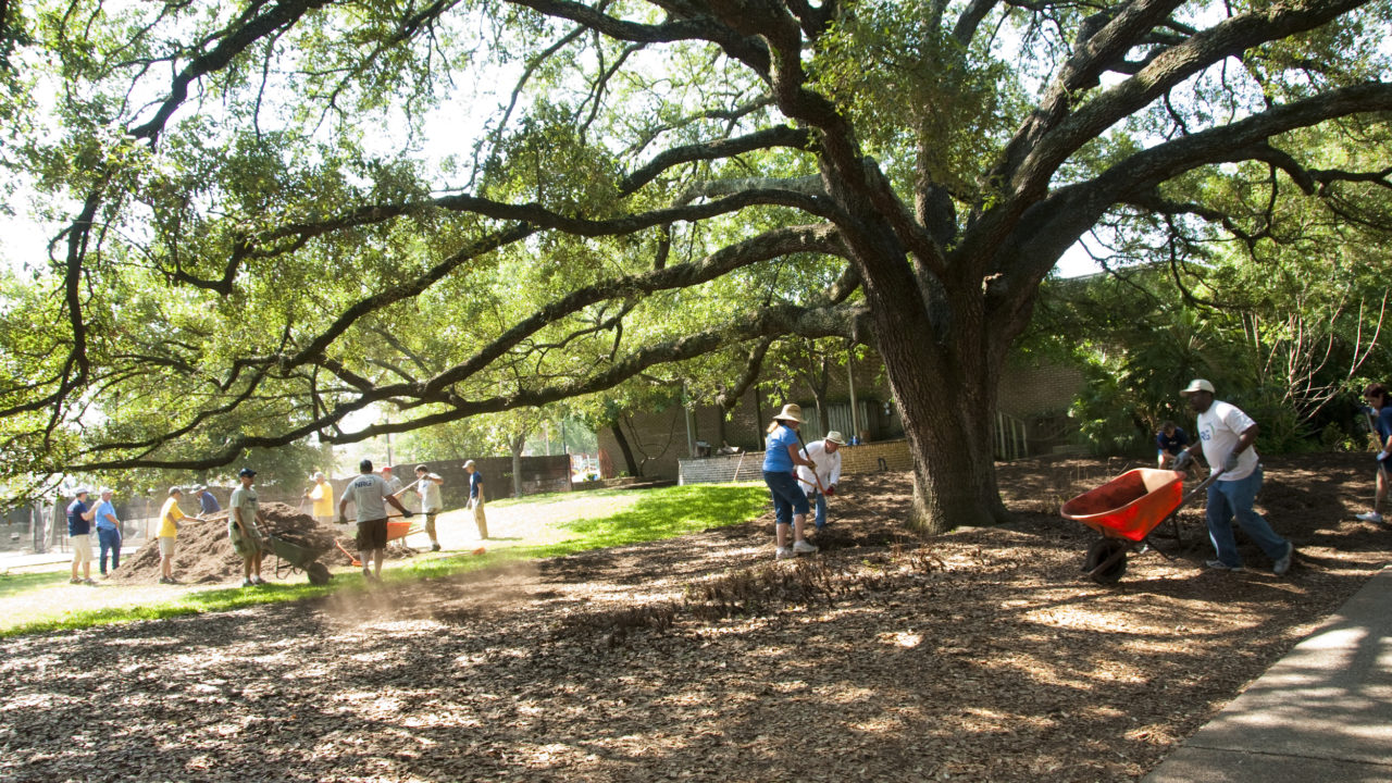 Volunteer The Houston Zoo