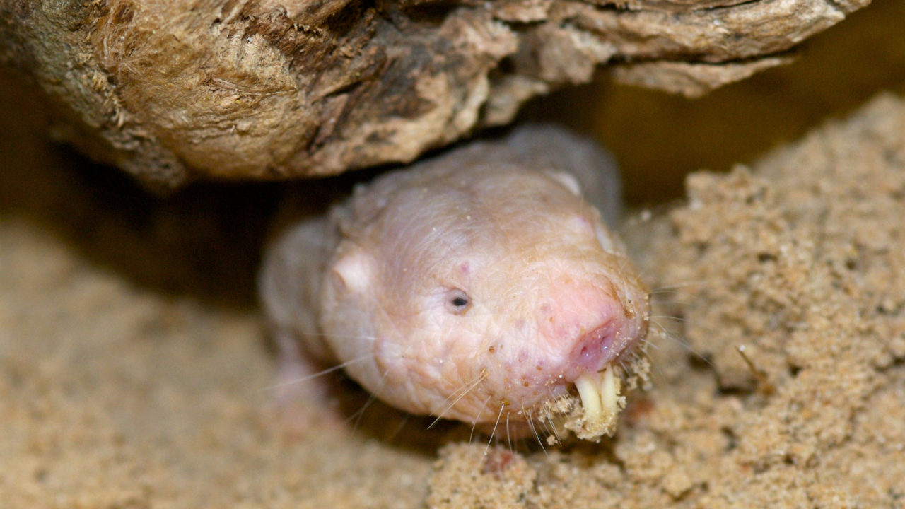 Naked Mole Rat - The Houston Zoo