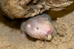 Naked Mole Rat