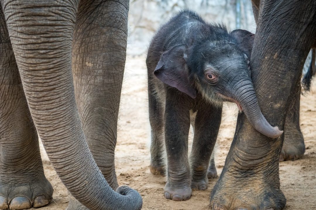 Bouncing Baby Boy Elephant, Teddy, Born at the Zoo - The Houston Zoo