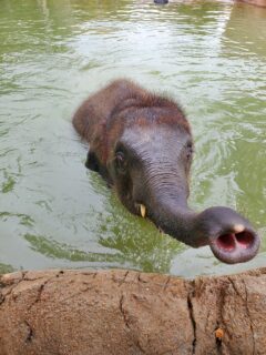 Watch: Baby elephant born at Houston Zoo