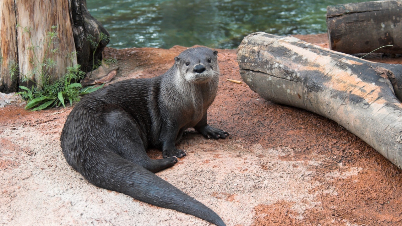 North American river otter sitting on land