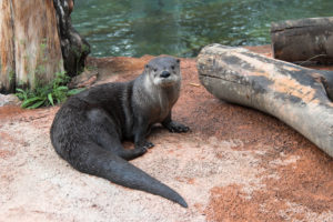 North American River Otter