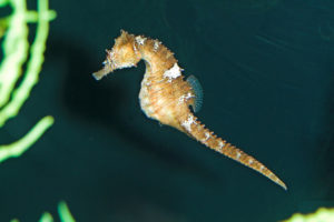 Lined Seahorse
