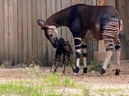 baby okapis