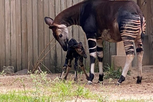 Okapi Calf Makes Public Debut - The Houston Zoo