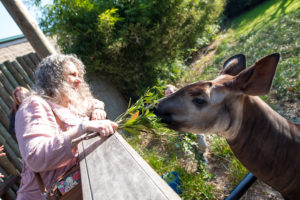 Okapi Encounter